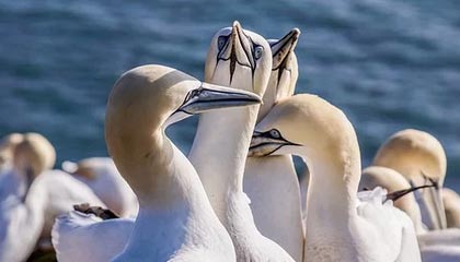 开云博彩-英超球队利用深度学习优化边路进攻时机判断，英超攻势足球