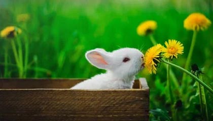 开云体育软件-东亚杯国足战败 球迷呼吁战术改革,东亚杯国足1比2日本